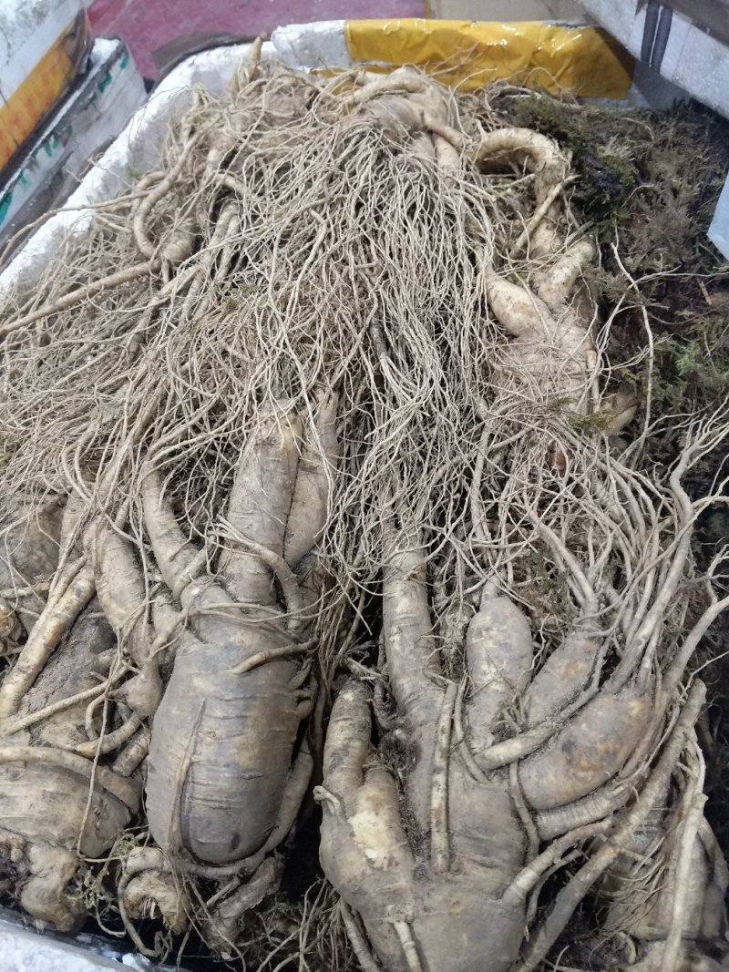 【精品吉林人参】长白山人参鲜人参种植基地直发欢迎咨询