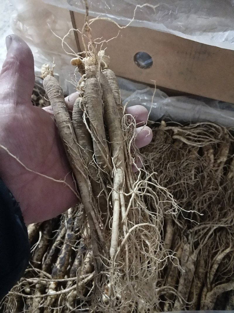 【精品吉林人参】长白山人参鲜人参种植基地直发欢迎咨询