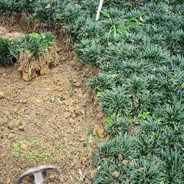 玉龙草