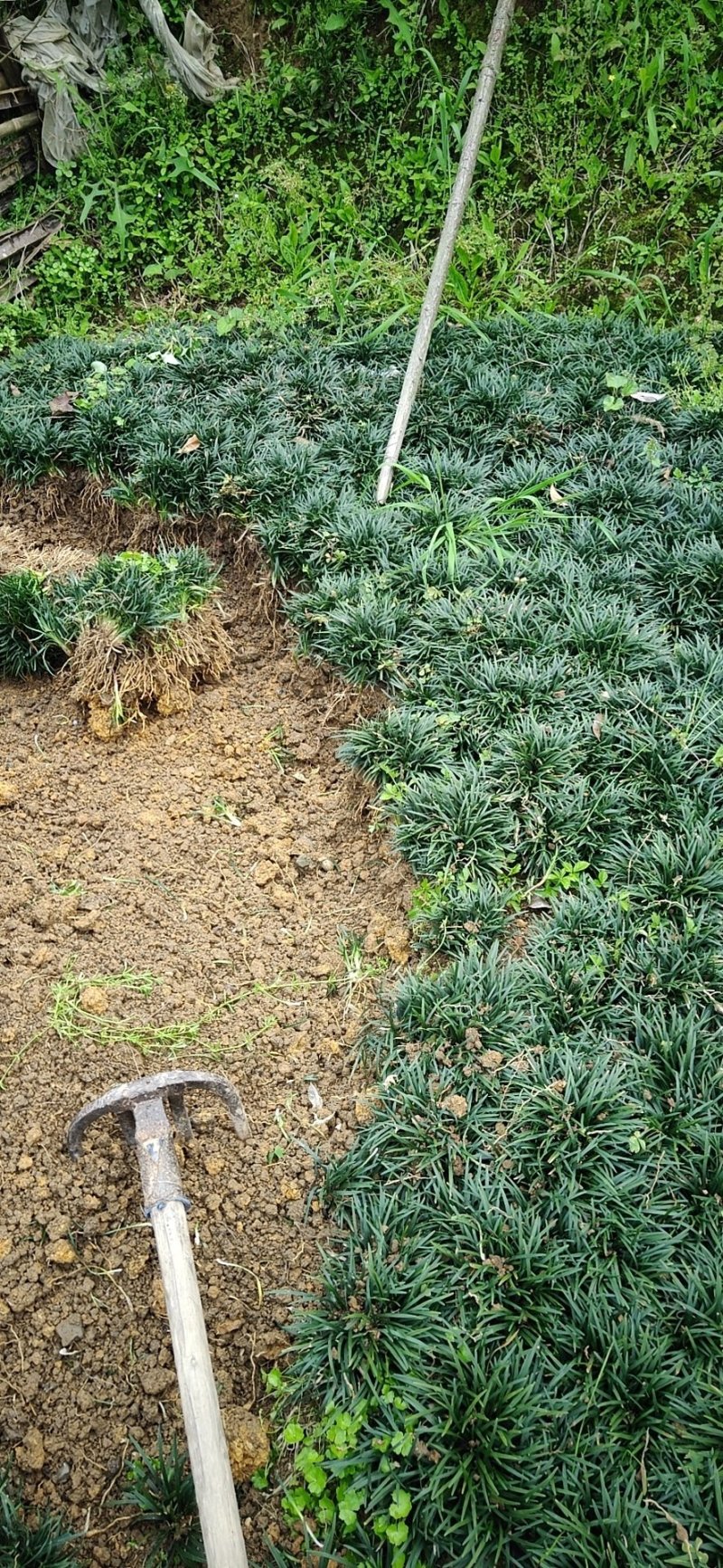 玉龙草