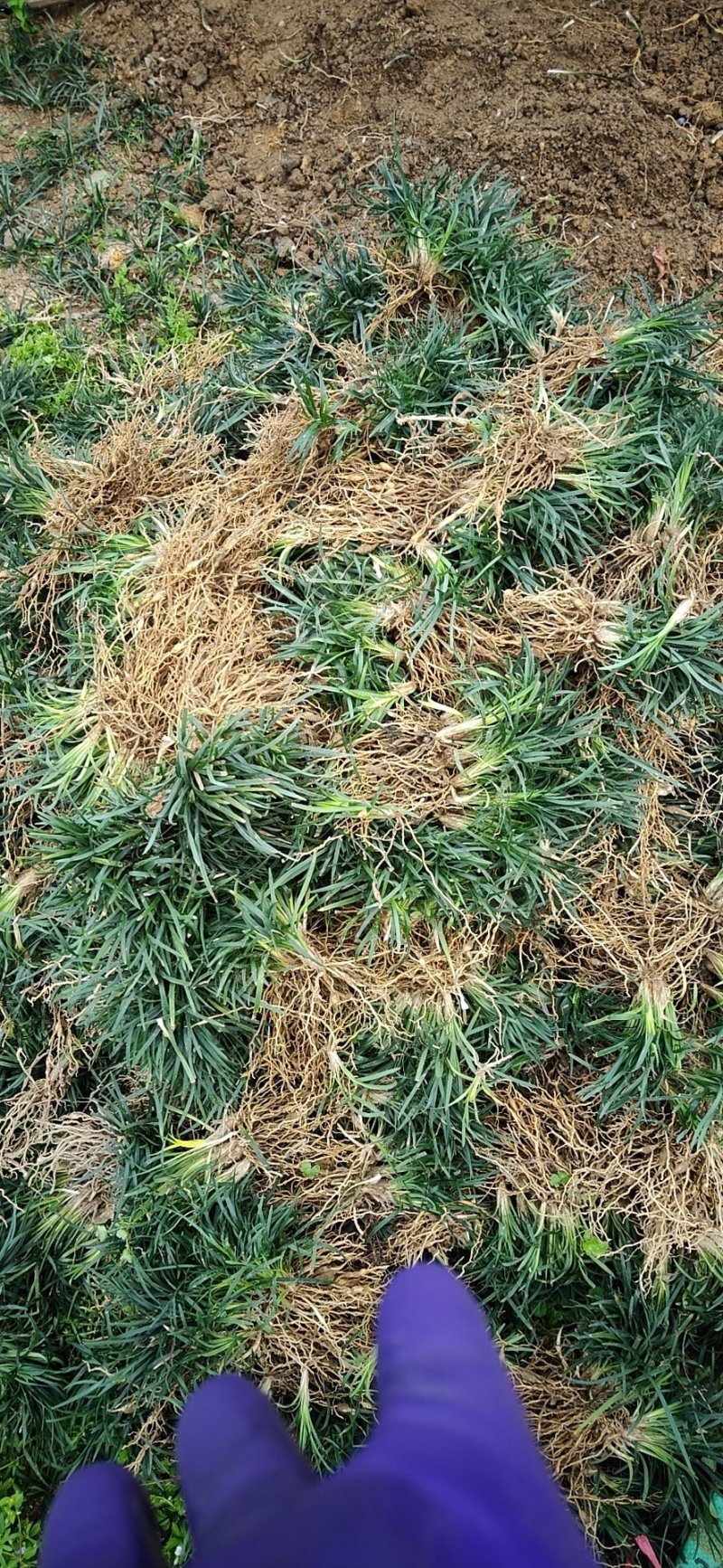 玉龙草