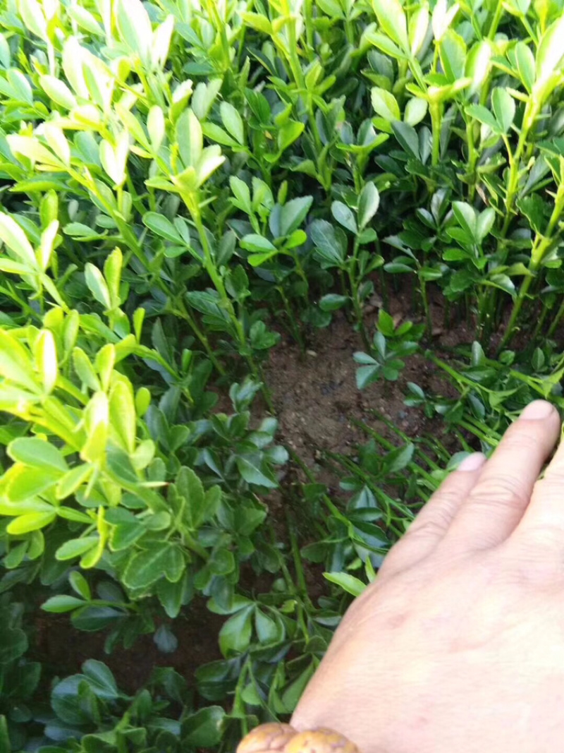 玉兰芽苗玉兰苗山玉兰小苗山玉兰芽苗