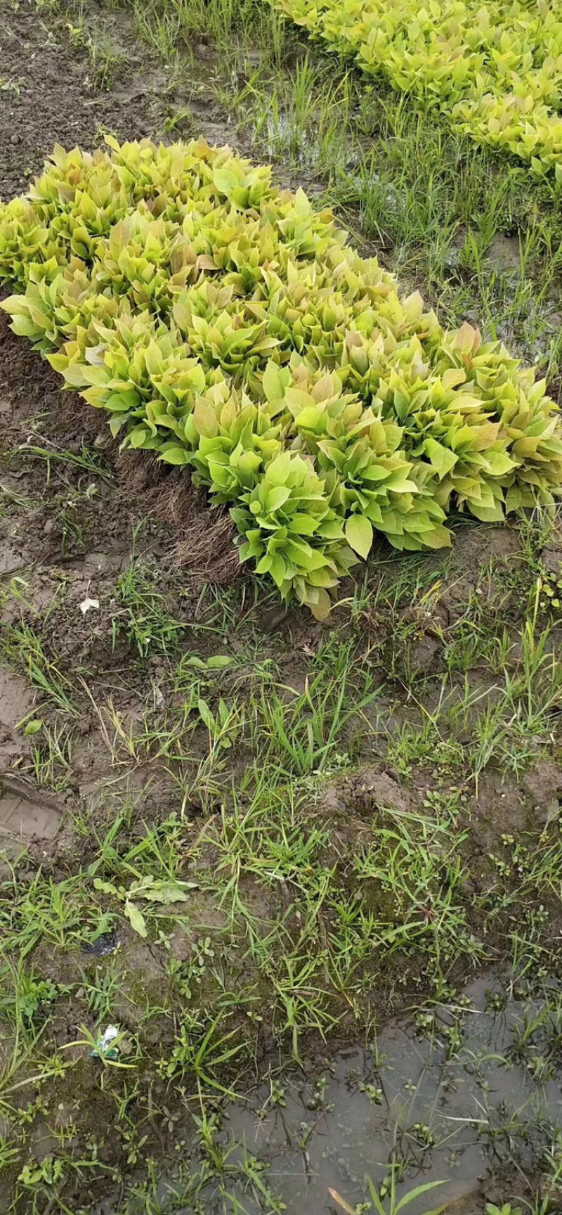 玉兰芽苗玉兰苗山玉兰小苗山玉兰芽苗
