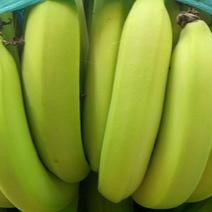 香蕉产地大量供应中，欢迎来产地考察，开始上市中