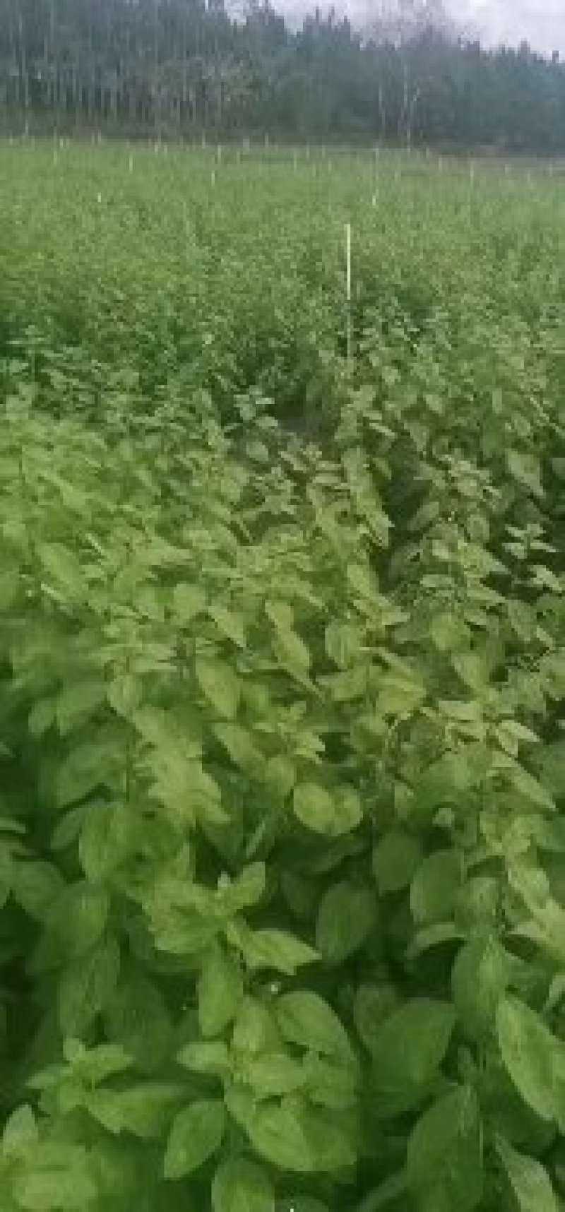 枸杞叶