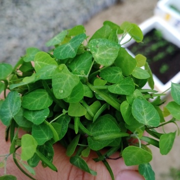 江西粉防己杯苗，防己无纺布杯苗，防己苗，粉防己苗