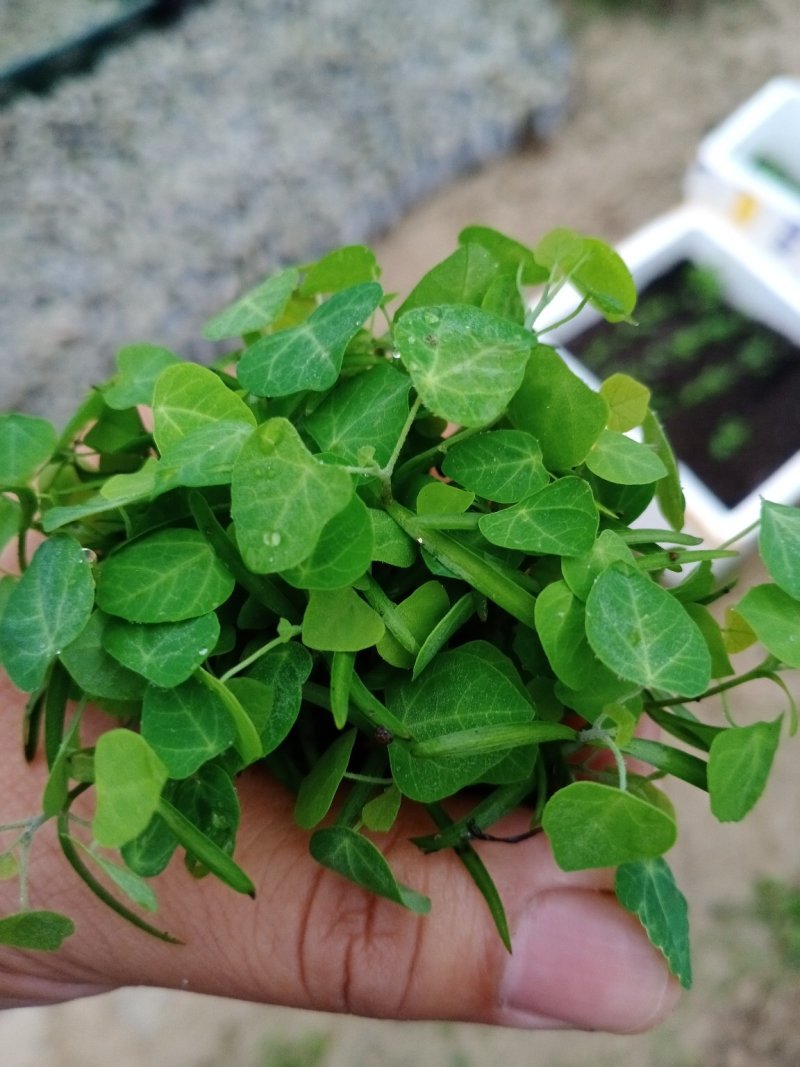 江西粉防己杯苗，防己无纺布杯苗，防己苗，粉防己苗