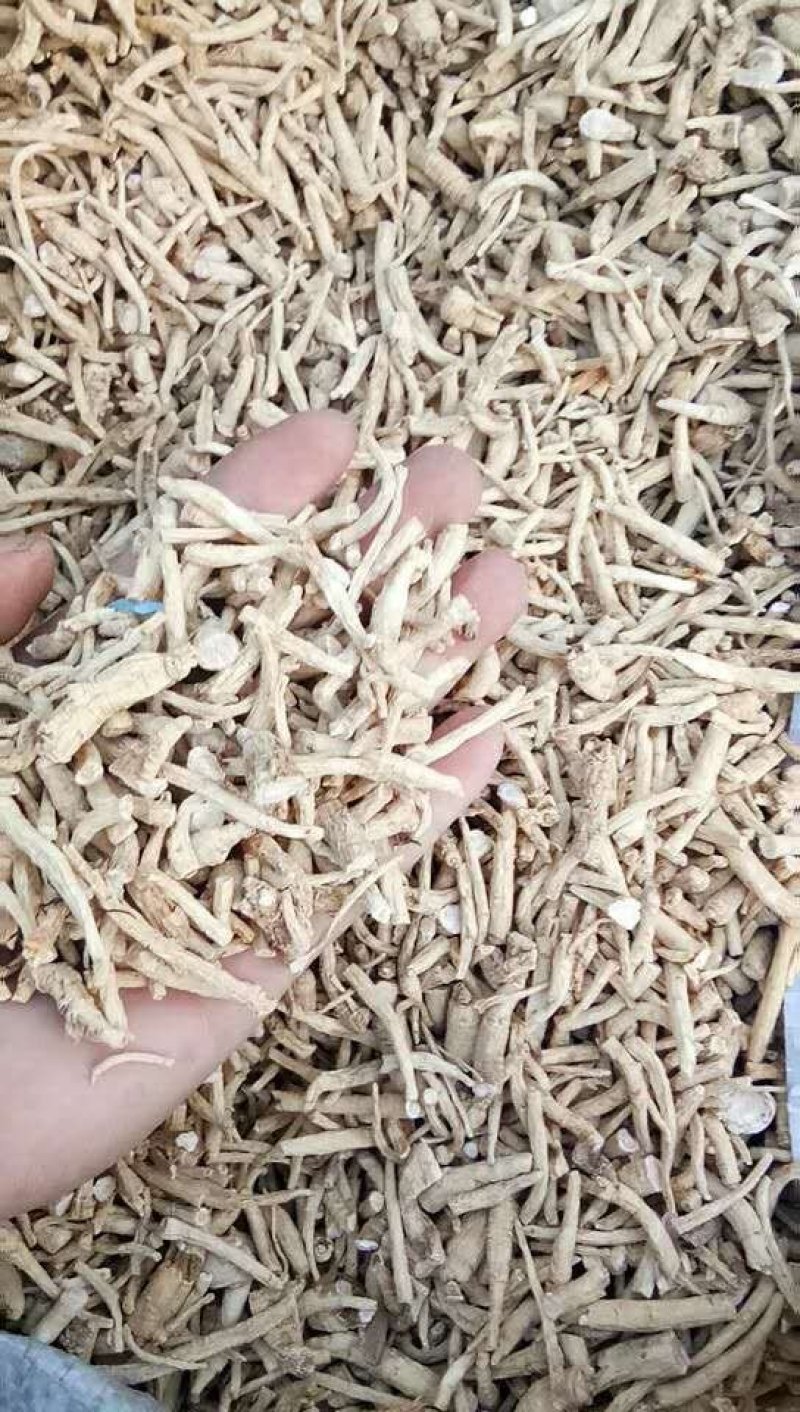 【西洋参丁】长白山西洋参丁产地发货纯干足量包邮