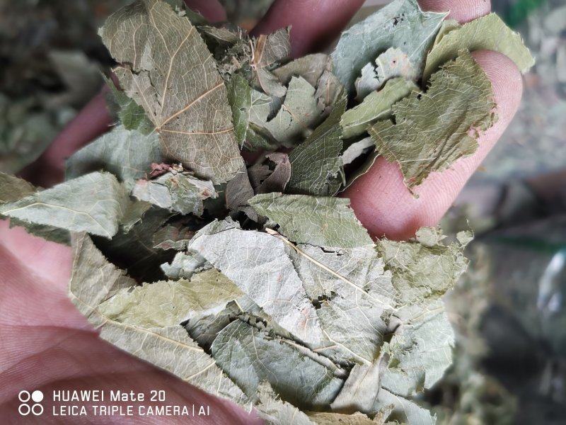 淫羊藿实物拍摄批发各种中药材