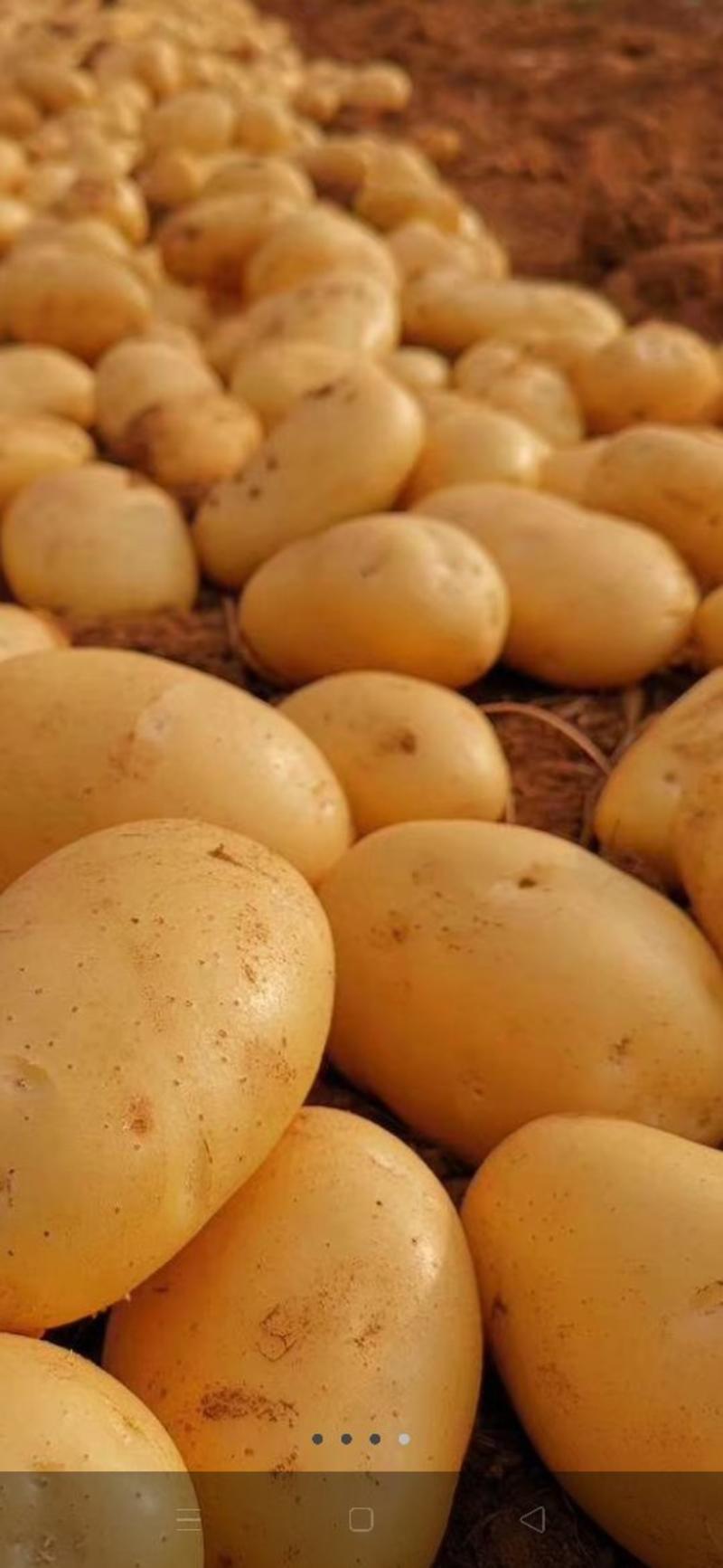 精品【内蒙土豆】黄皮黄心产地直销，量大从优。