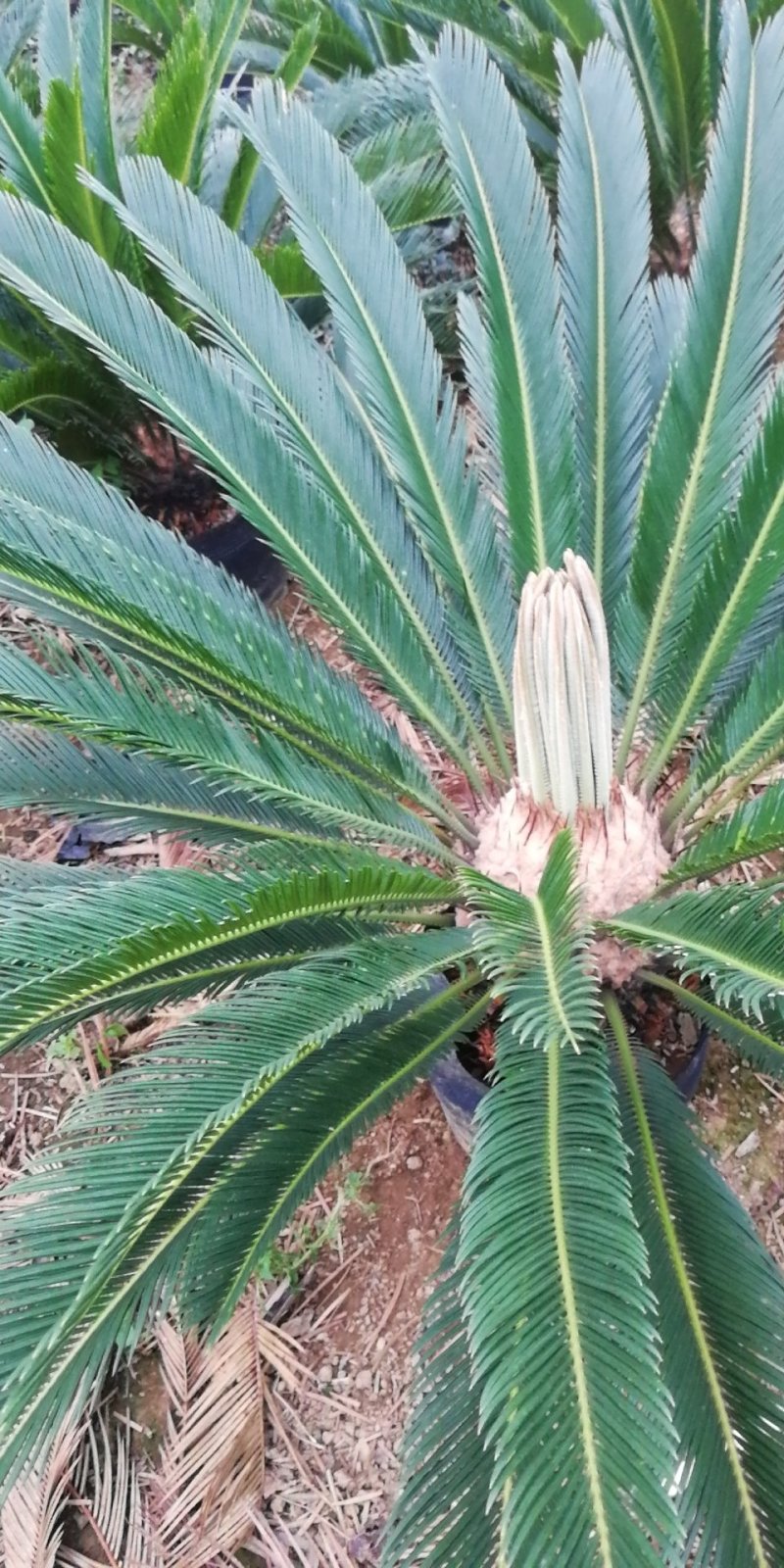 铁树盆栽植物大型室外树苗盆景室内龙缸多头开花公母小苗