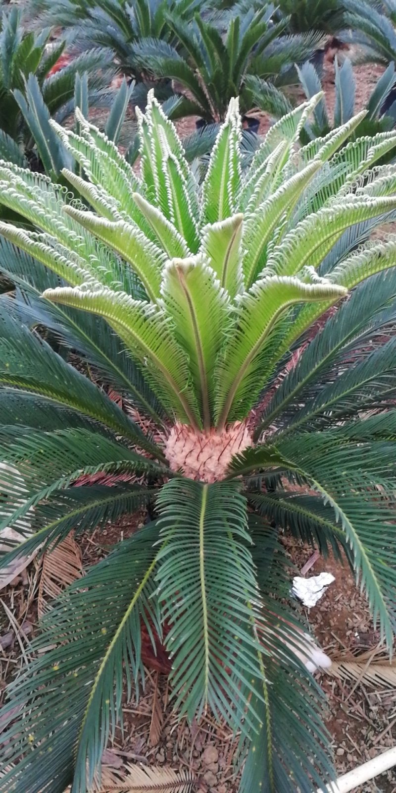 铁树盆栽植物大型室外树苗盆景室内龙缸多头开花公母小苗
