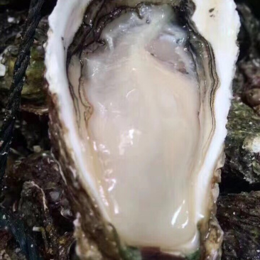 新鲜生蚝特大生蚝各种规格海蛎子牡蛎肉，批发零售，场地场地