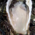 新鲜生蚝特大生蚝各种规格海蛎子牡蛎肉，批发零售，场地场地