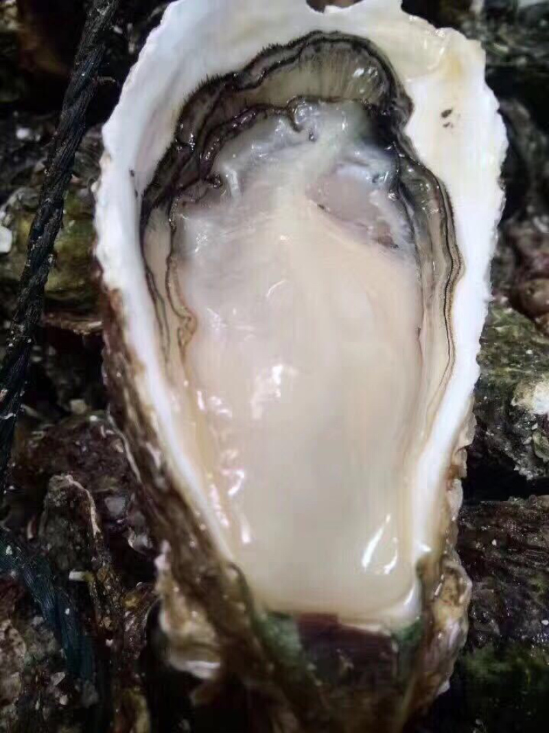 新鲜生蚝特大生蚝各种规格海蛎子牡蛎肉，批发零售，场地场地