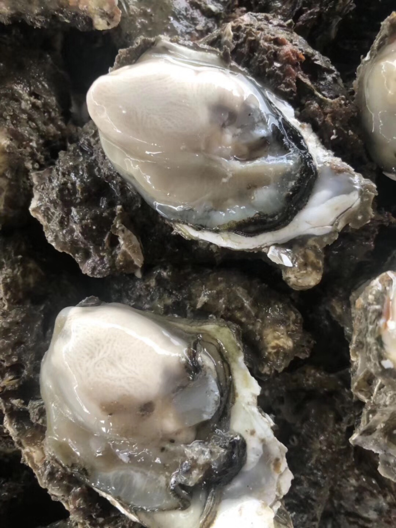 新鲜生蚝特大生蚝各种规格海蛎子牡蛎肉，批发零售，场地场地