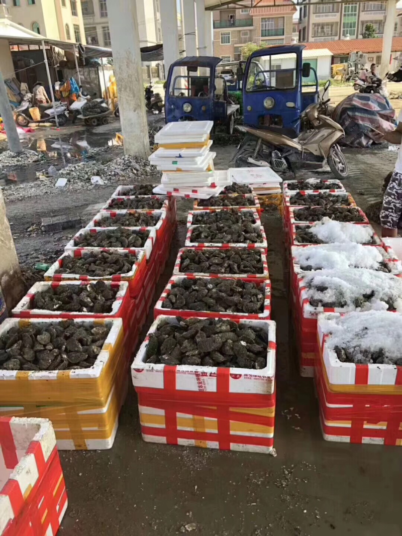 新鲜生蚝特大生蚝各种规格海蛎子牡蛎肉，批发零售，场地场地