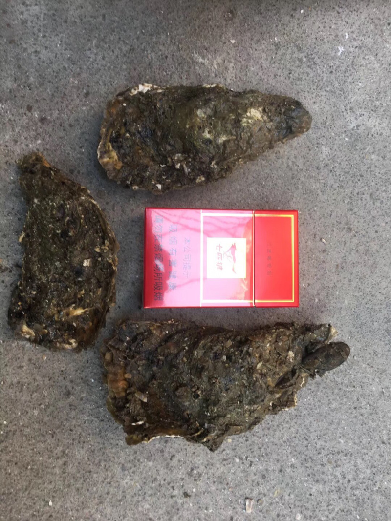 新鲜生蚝特大生蚝各种规格海蛎子牡蛎肉，批发零售，场地场地