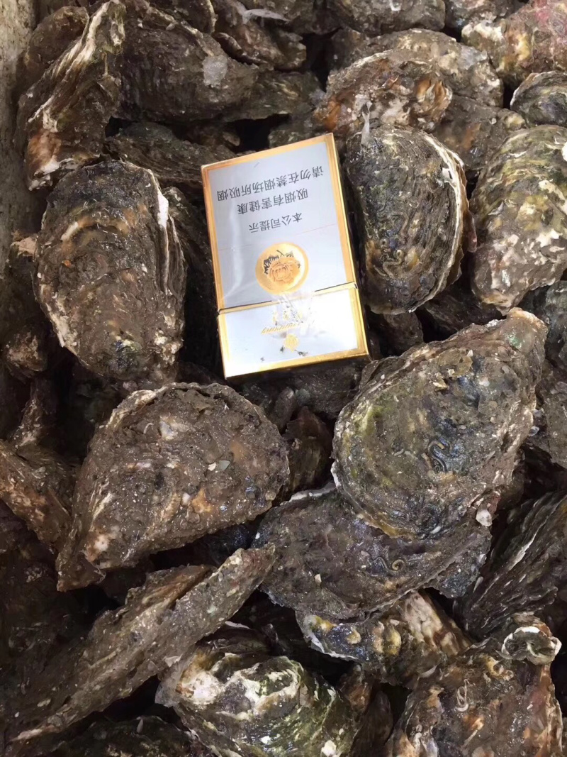 新鲜生蚝特大生蚝各种规格海蛎子牡蛎肉，批发零售，场地场地