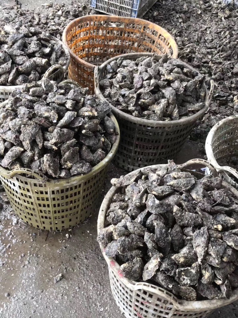 新鲜生蚝特大生蚝各种规格海蛎子牡蛎肉，批发零售，场地场地