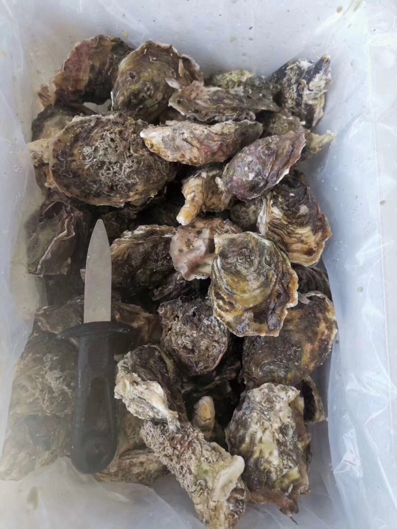 新鲜生蚝特大生蚝各种规格海蛎子牡蛎肉，批发零售，场地场地
