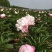 芍药鲜切花山东大花芍药芍药基地出售芍药苗盆栽芍药