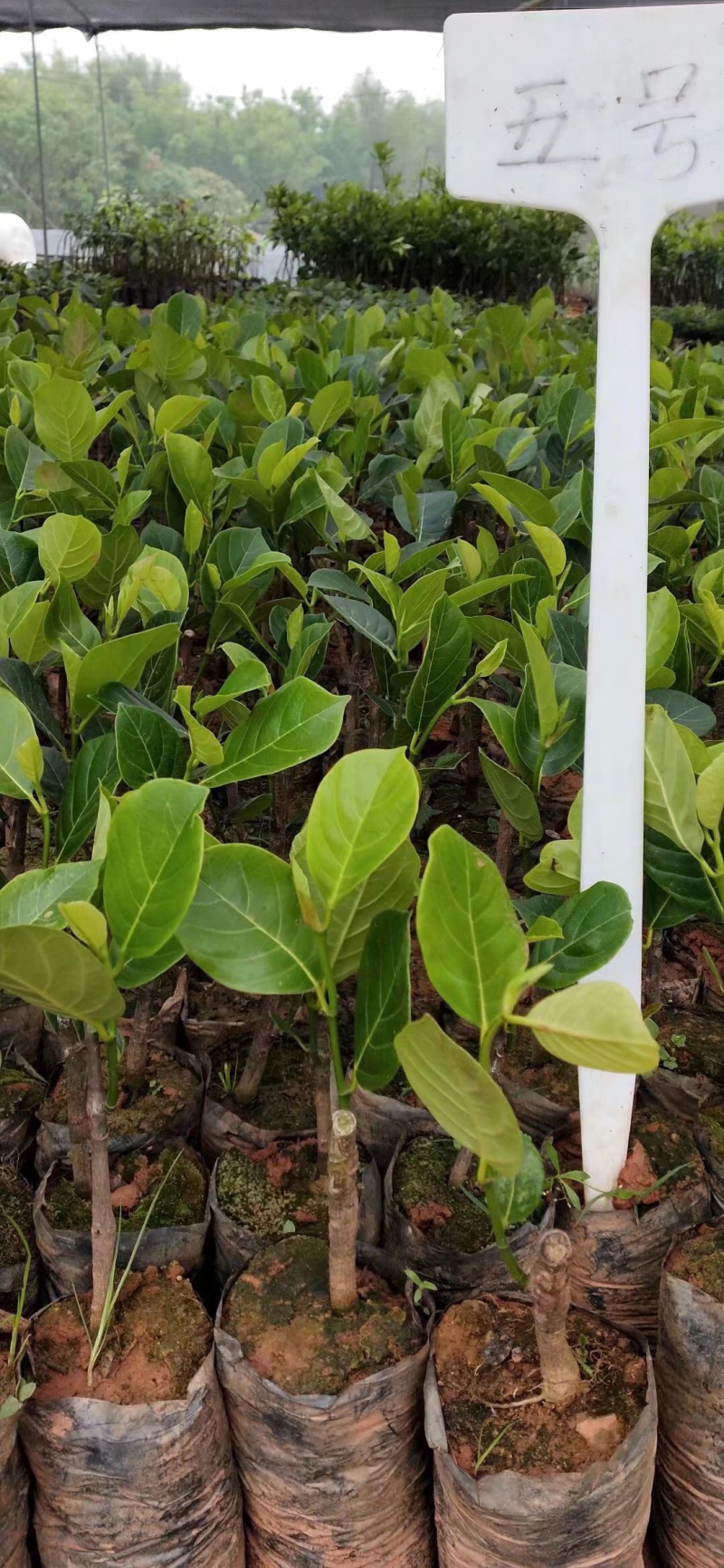 菠萝蜜种苗泰国红肉菠萝蜜树苗带土带叶发货