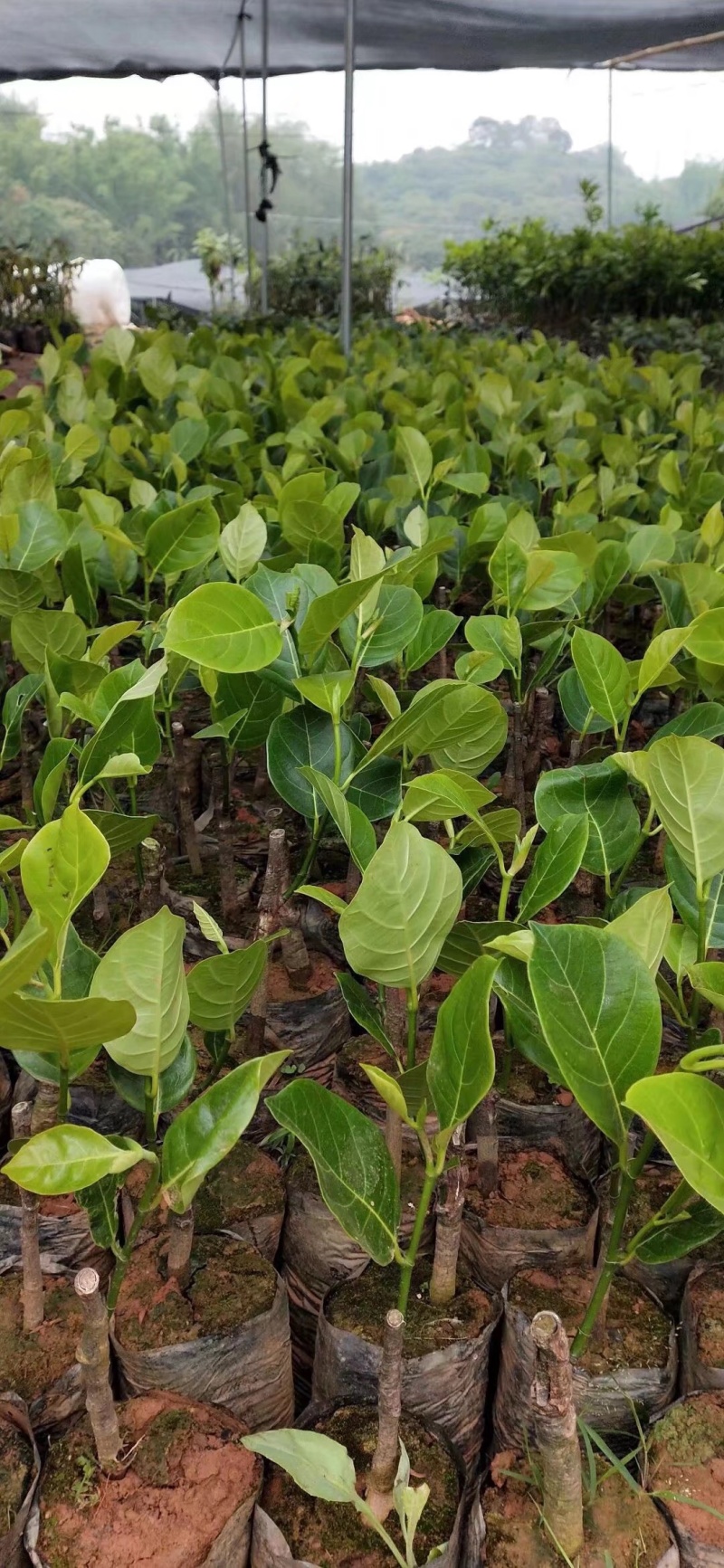 菠萝蜜种苗泰国红肉菠萝蜜树苗带土带叶发货