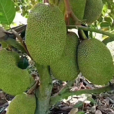 菠萝蜜种苗泰国红肉菠萝蜜树苗带土带叶发货