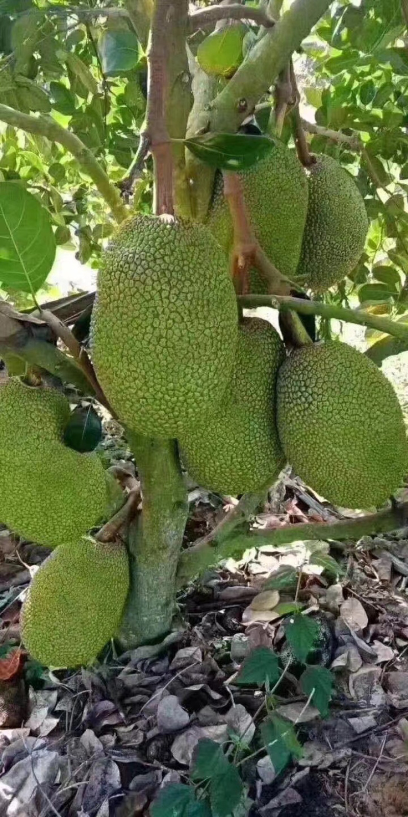 菠萝蜜种苗泰国红肉菠萝蜜树苗带土带叶发货
