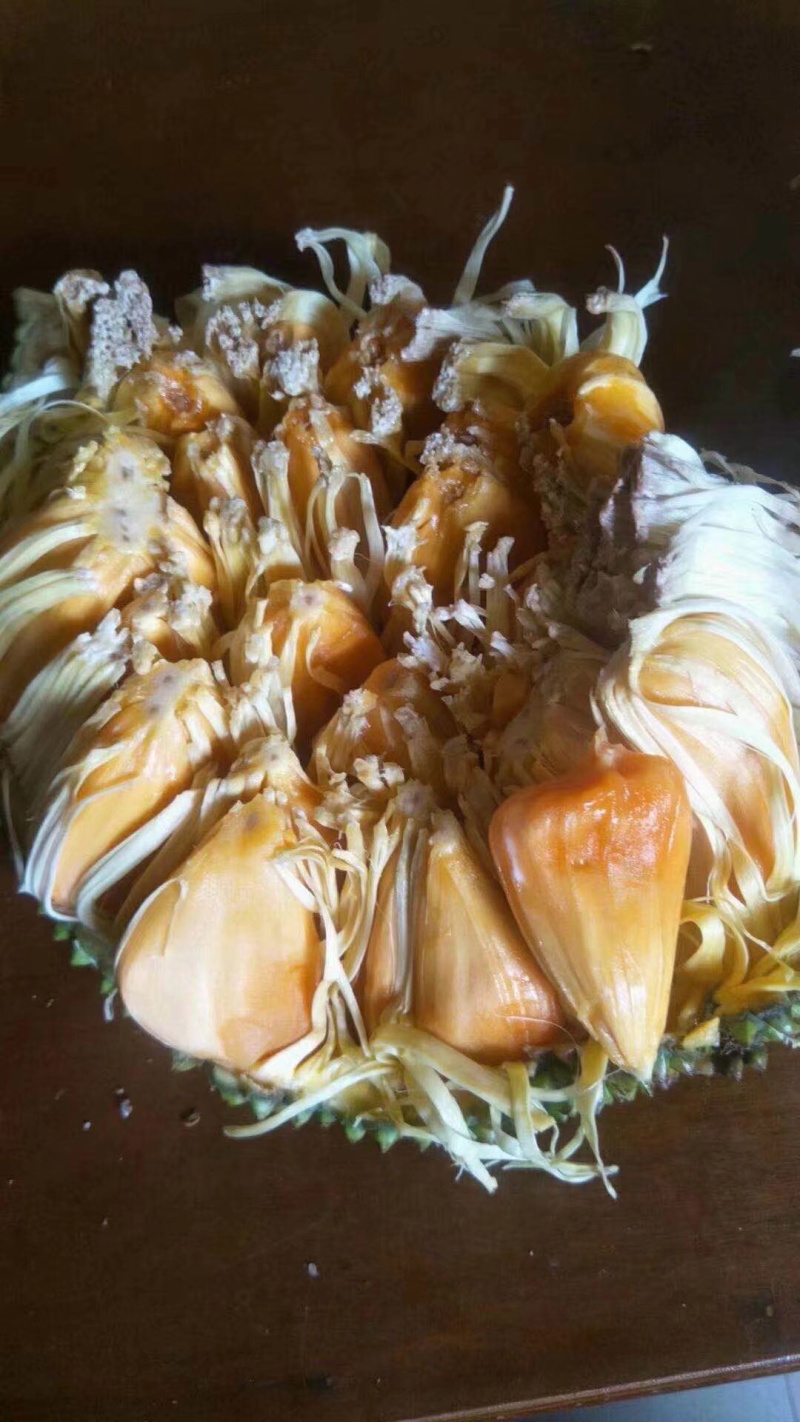 菠萝蜜种苗泰国红肉菠萝蜜树苗带土带叶发货