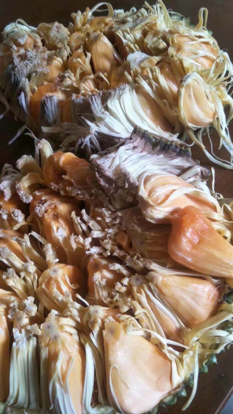 菠萝蜜种苗泰国红肉菠萝蜜树苗带土带叶发货