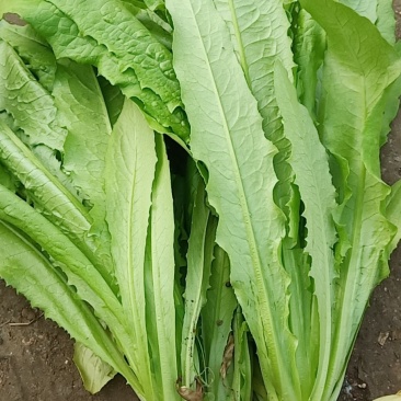 精品油麦菜，本人常年代收各种蔬菜，质量有保障