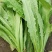 精品油麦菜，本人常年代收各种蔬菜，质量有保障