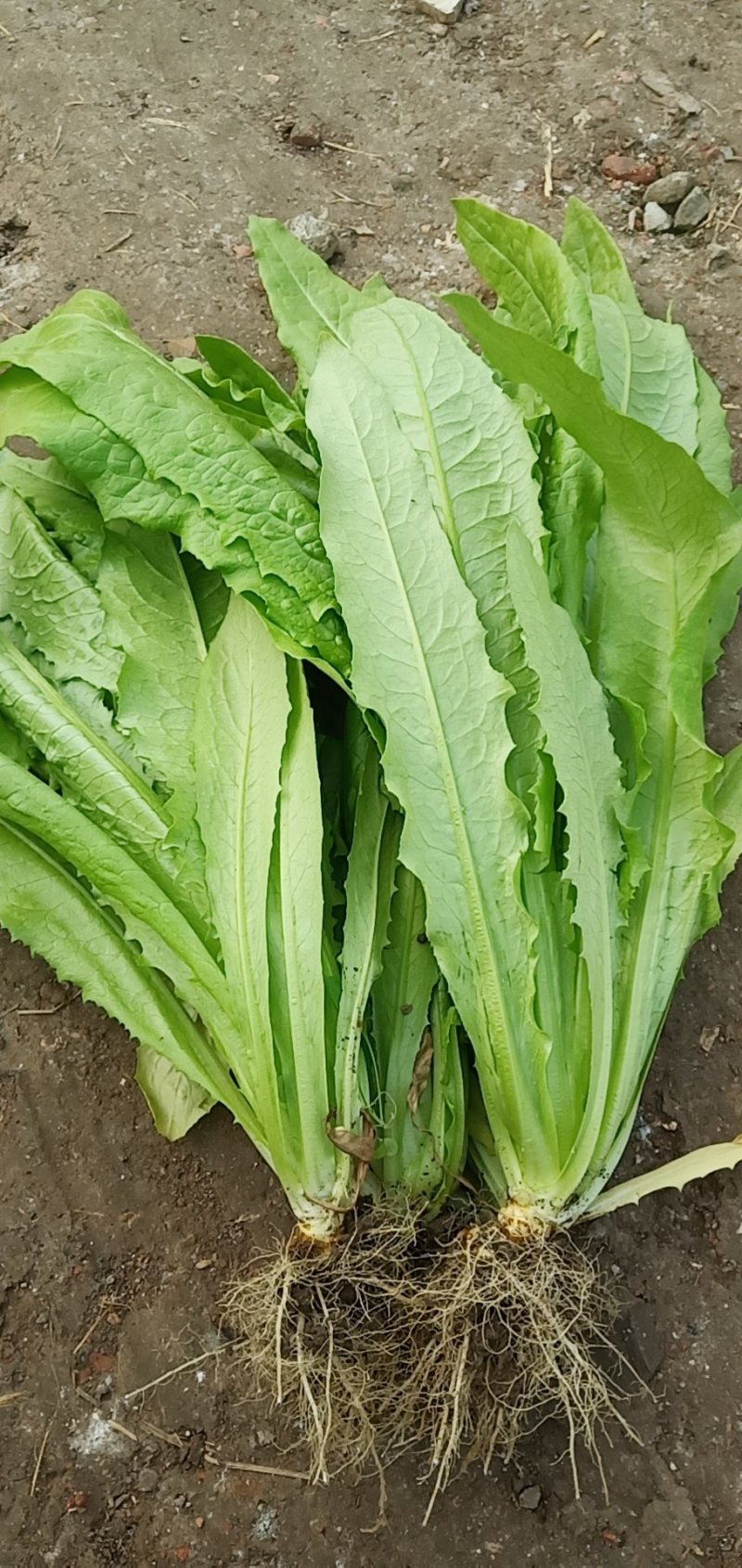 精品油麦菜，本人常年代收各种蔬菜，质量有保障