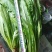 精品油麦菜，本人常年代收各种蔬菜，质量有保障