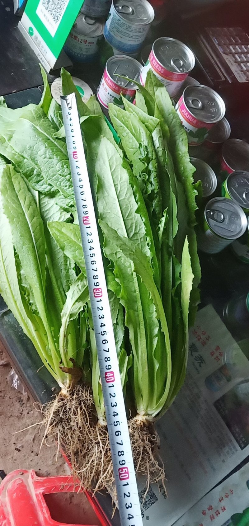精品油麦菜，本人常年代收各种蔬菜，质量有保障