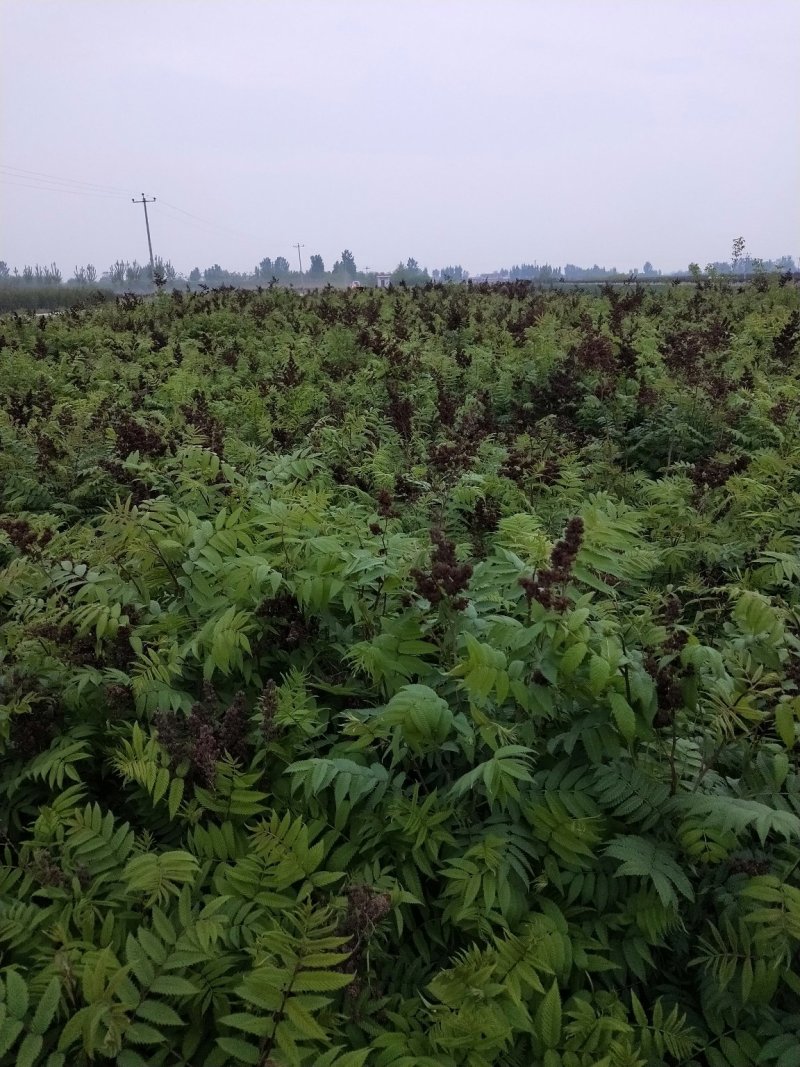 珍珠梅：属乔灌木落叶灌木类苗木，绿化工程苗木