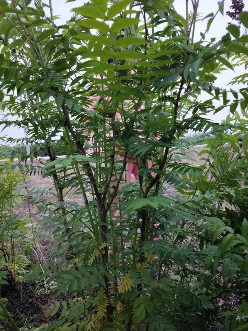 珍珠梅：属乔灌木落叶灌木类苗木，绿化工程苗木