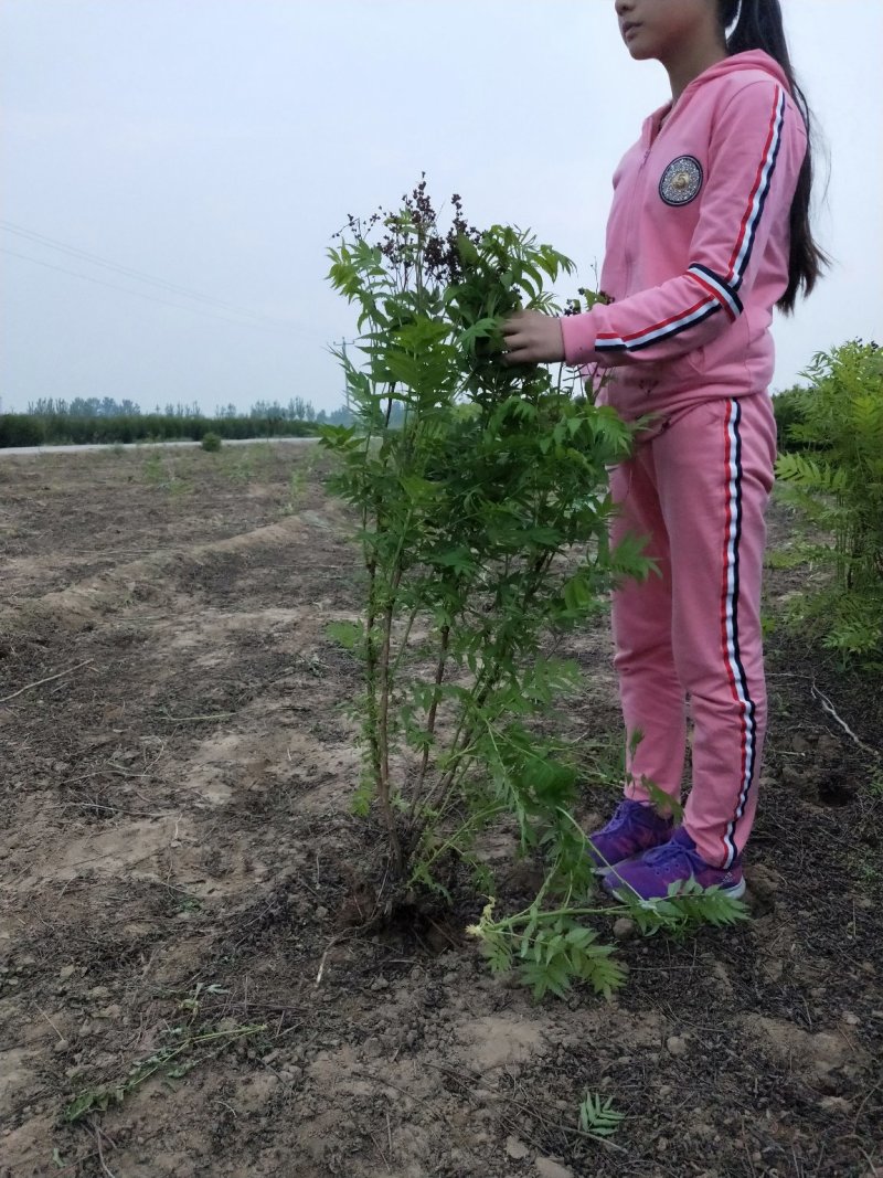 珍珠梅：属乔灌木落叶灌木类苗木，绿化工程苗木