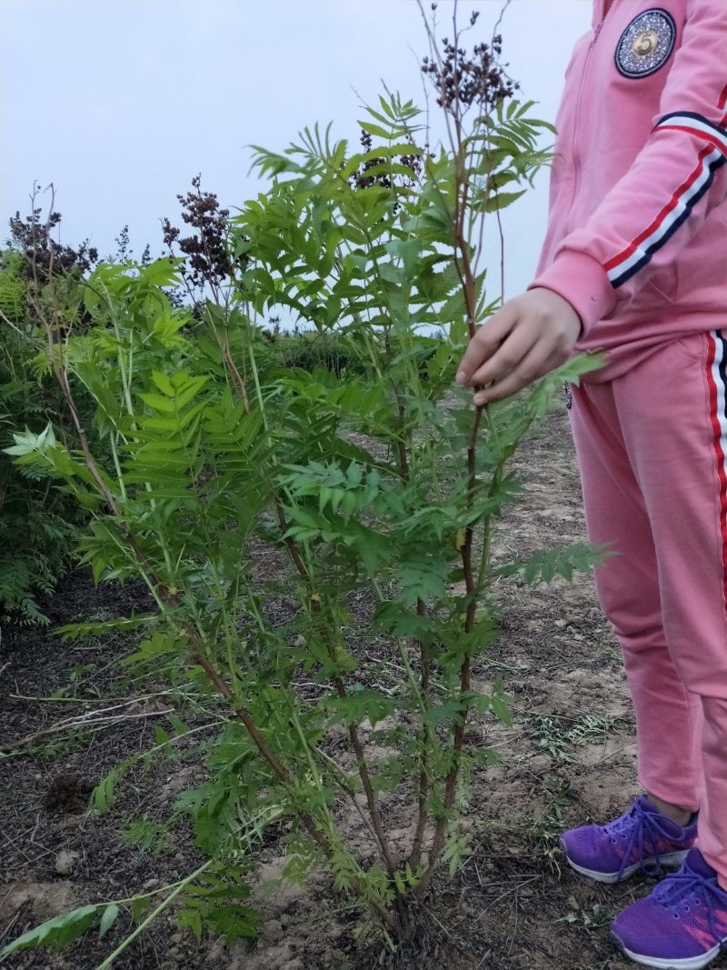珍珠梅：属乔灌木落叶灌木类苗木，绿化工程苗木