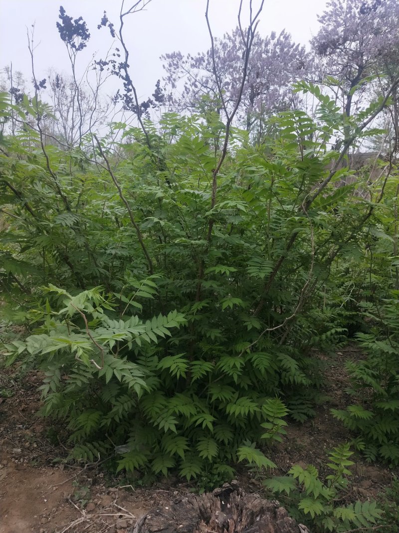 珍珠梅：属乔灌木落叶灌木类苗木，绿化工程苗木
