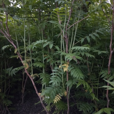珍珠梅：属乔灌木落叶灌木类苗木，绿化工程苗木
