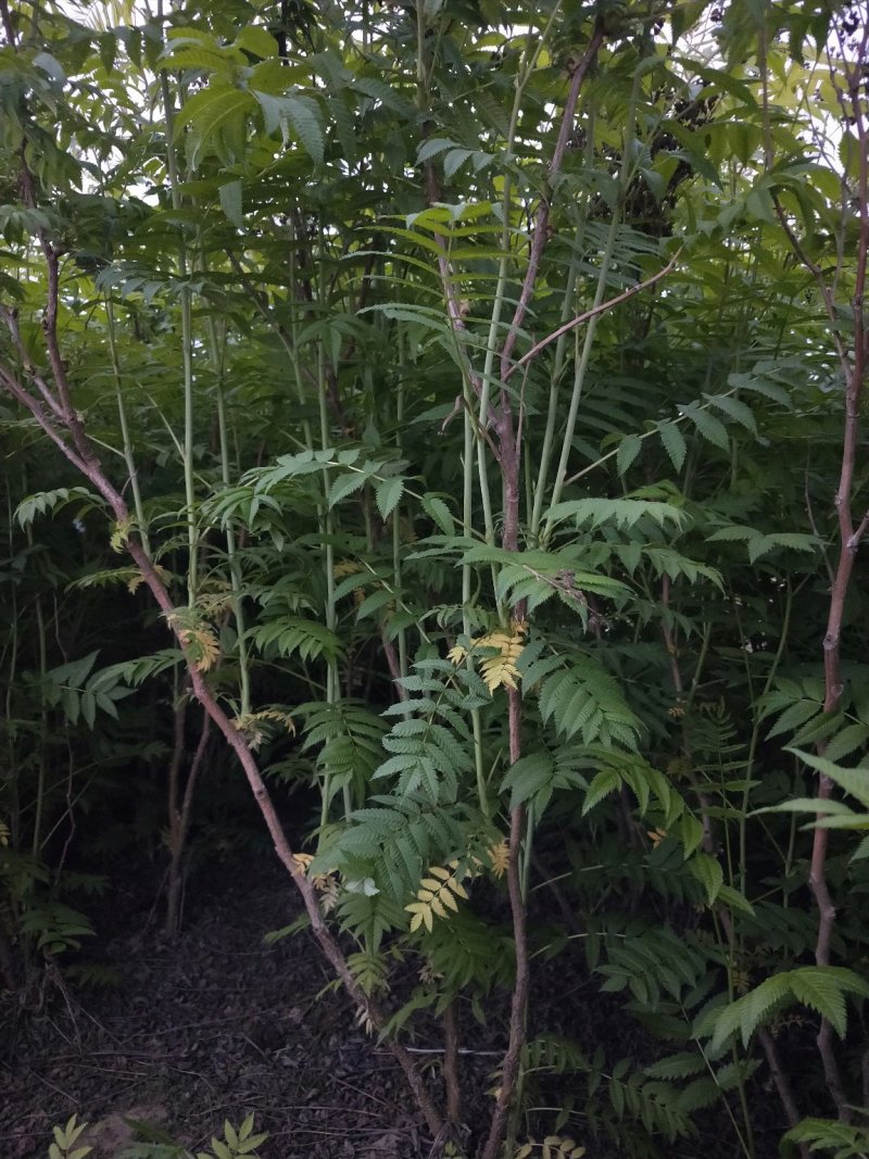 珍珠梅：属乔灌木落叶灌木类苗木，绿化工程苗木
