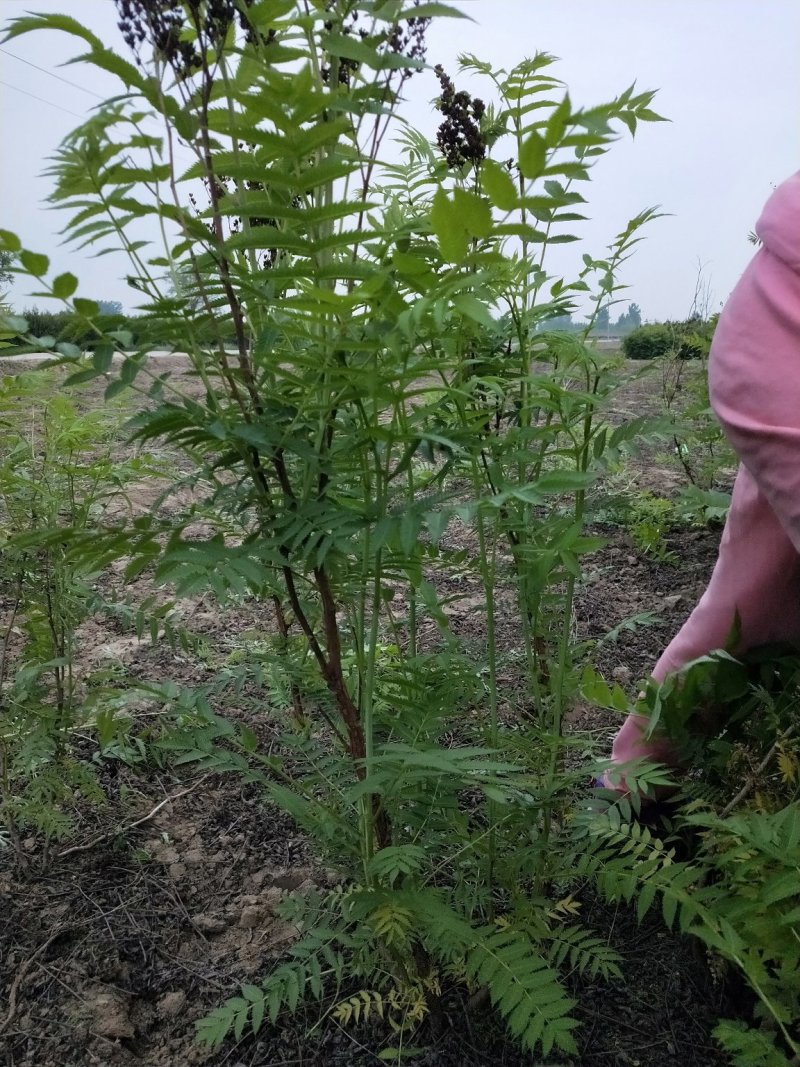 珍珠梅：属乔灌木落叶灌木类苗木，绿化工程苗木