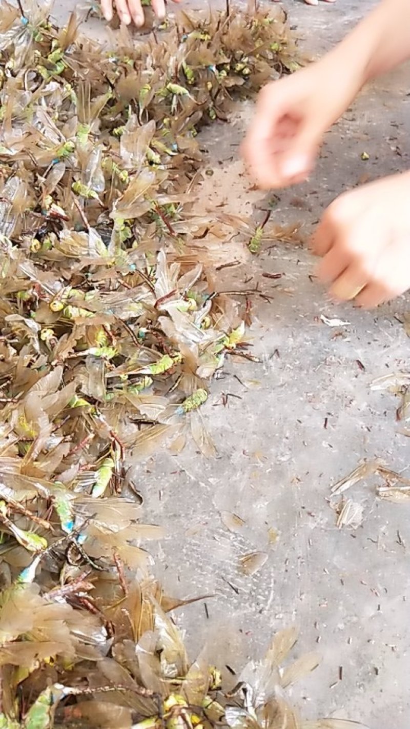 蜻蜓