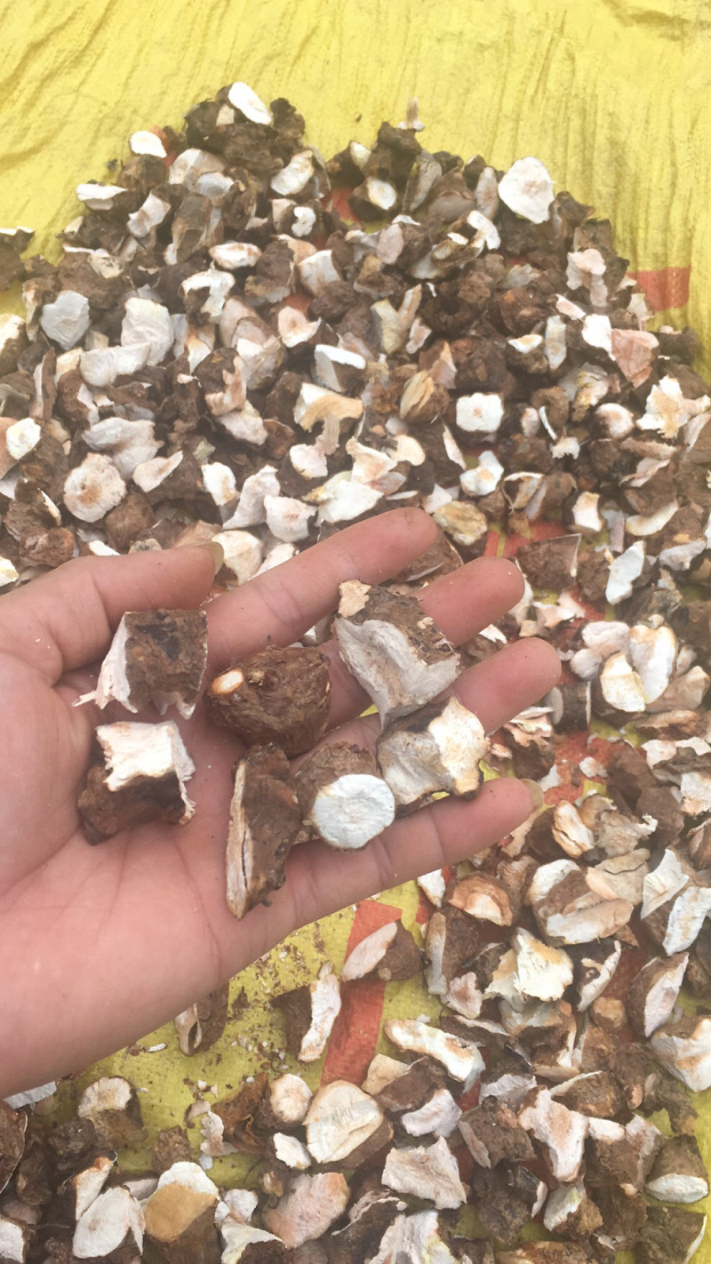土茯苓