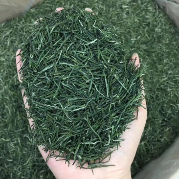 2021恩施玉露新茶500g包邮