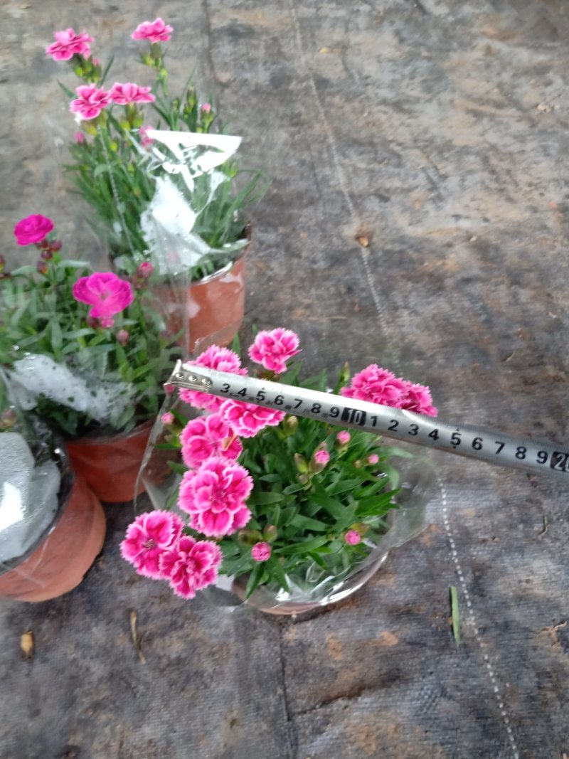 五彩南非万寿菊，单色南非万寿菊基地直销大量有货