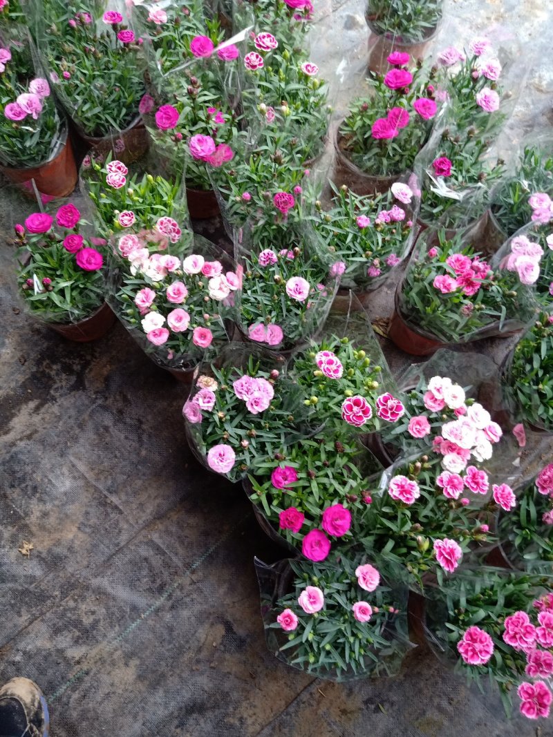 五彩南非万寿菊，单色南非万寿菊基地直销大量有货
